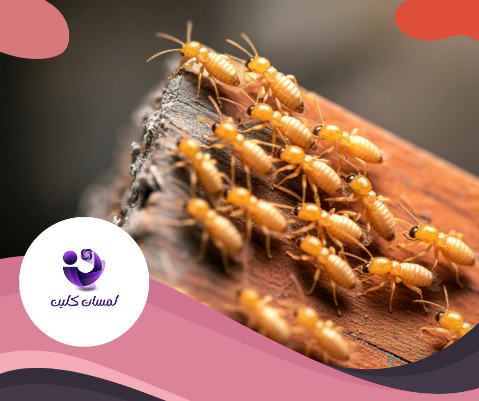 شركة مكافحة الرمة