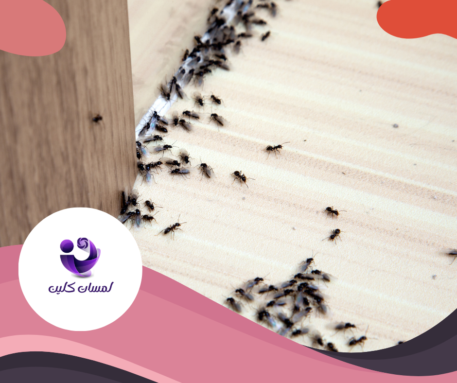 شركة مكافحة النمل